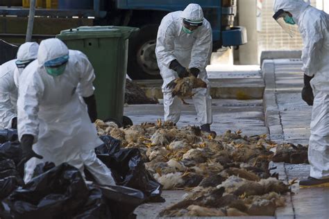 Hollow Trailer Biosecurity: Tips for Preventing Bird Flu